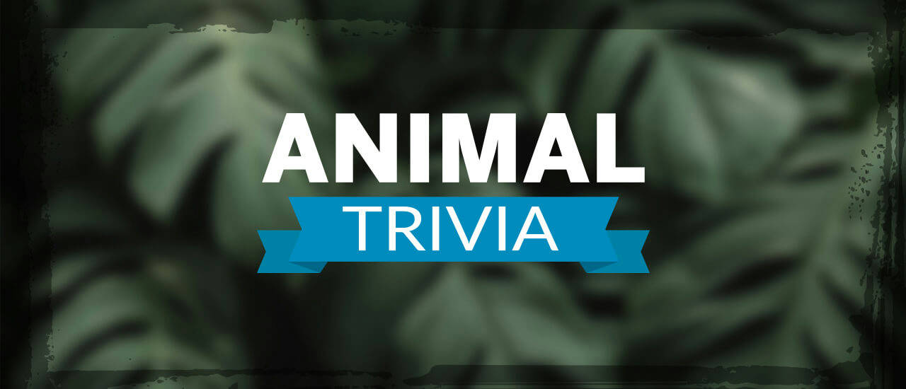 Play Animal Trivia