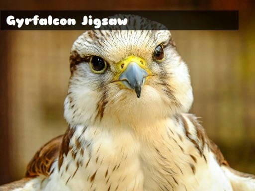 Play Gyrfalcon Jigsaw