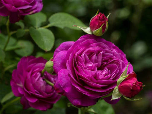 Play Purple Roses Puzzle