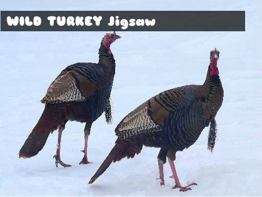 Play Wild Turkey Jigsaw