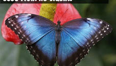 Blue Morpho Butterfly Jigsaw