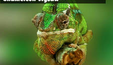 Chameleon Jigsaw