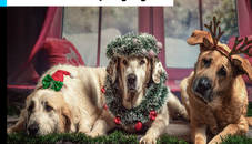 Christmas Funny Dog Jigsaw