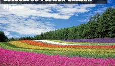 Colourful Flower Garden Jigsaw