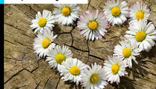 Daisy Heart Jigsaw