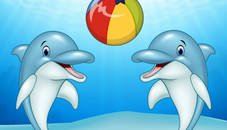 Dolphin Show