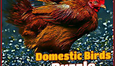 Domestic Birds Puzzle