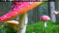 Fly Agaric Mushroom