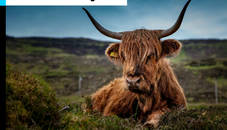 Scotland Beef Jigsaw