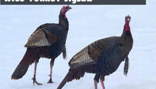 Wild Turkey Jigsaw